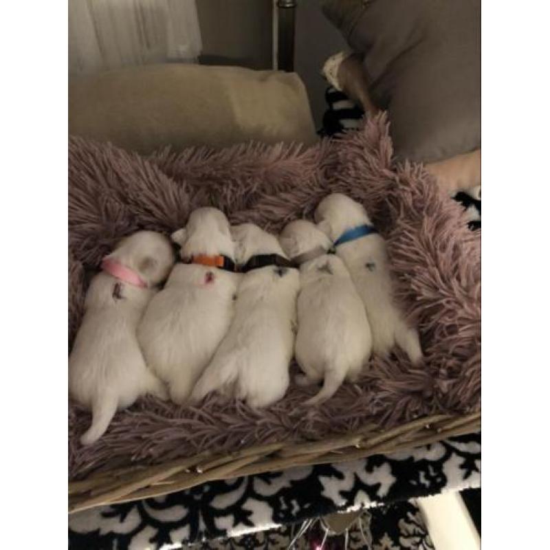 Prachtige raszuivere Maltezer pups