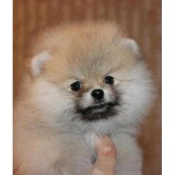 Prachtig Reutje Pomeranian/Pomeriaan/Dwergkeesje/FCI