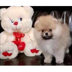 Prachtig Reutje Pomeranian/Pomeriaan/Dwergkeesje/FCI