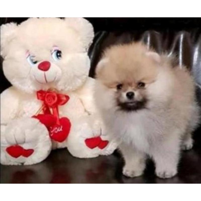 Prachtig Reutje Pomeranian/Pomeriaan/Dwergkeesje/FCI