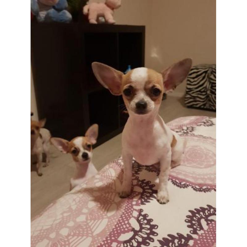 Mini Chihuahua de laatste!!!