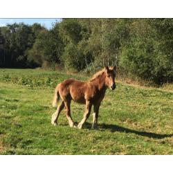 Trekpaard merrie veulens/1 en 2jarige tinkers