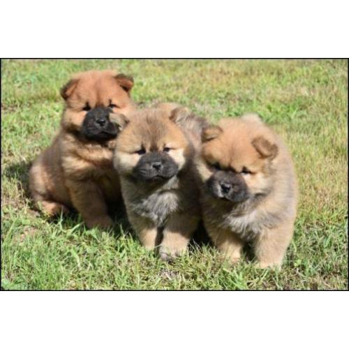 Chow chow pups