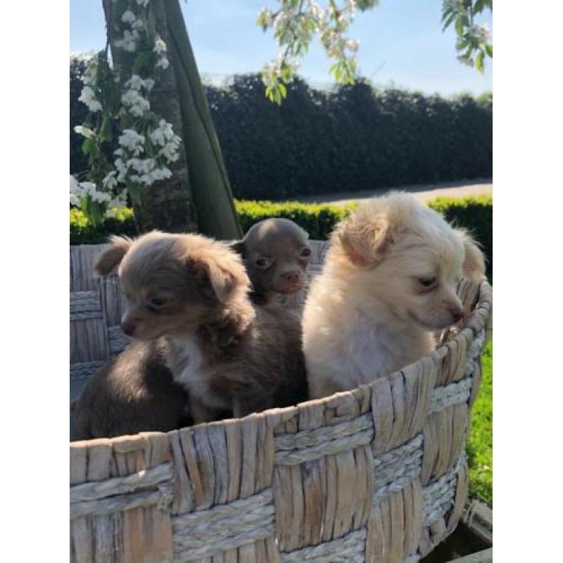 chihuahua pups zoeken thuis!
