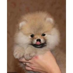 Prachtig Reutje Pomeranian/Pomeriaan/Dwergkeesje/FCI