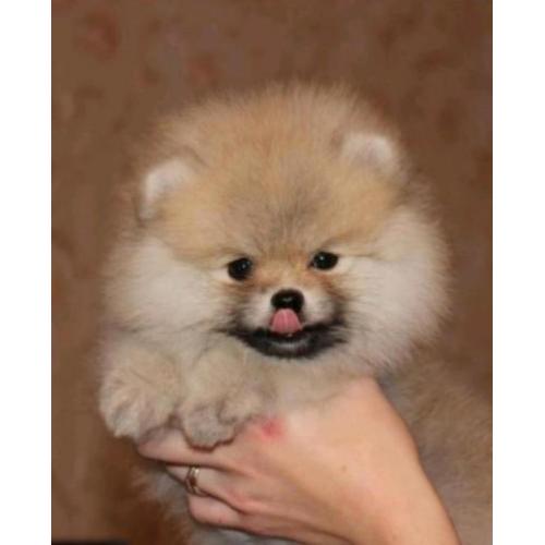 Prachtig Reutje Pomeranian/Pomeriaan/Dwergkeesje/FCI