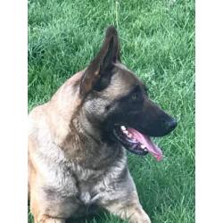 te koop Mechelse herder teef afgerichte politiehond verdedin