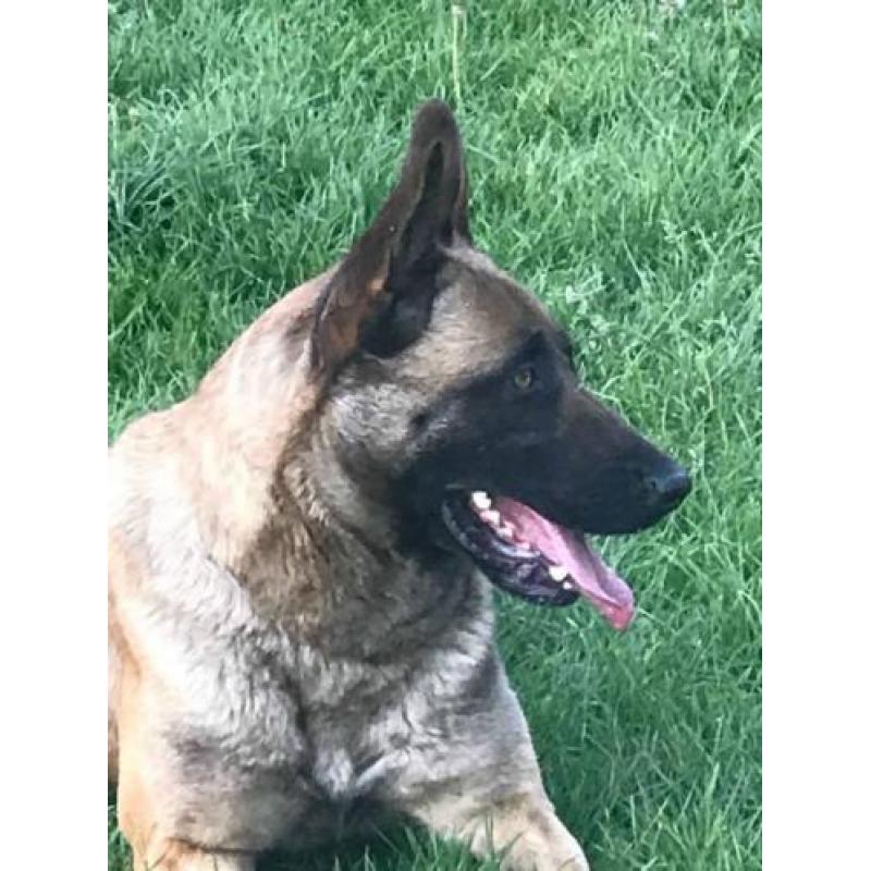 te koop Mechelse herder teef afgerichte politiehond verdedin