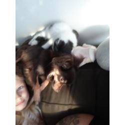 Gecastreerde chihuahua