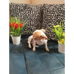 Mini Chihuahua de laatste!!!