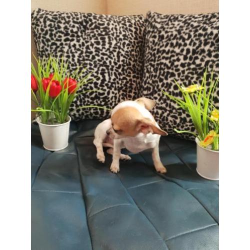 Mini Chihuahua de laatste!!!
