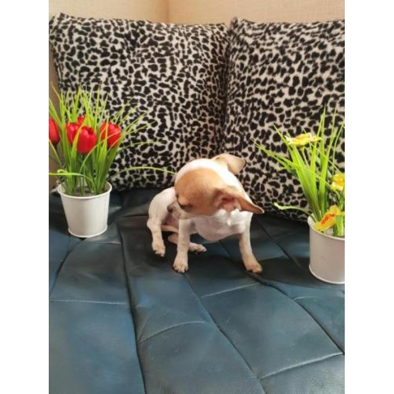 Mini Chihuahua de laatste!!!