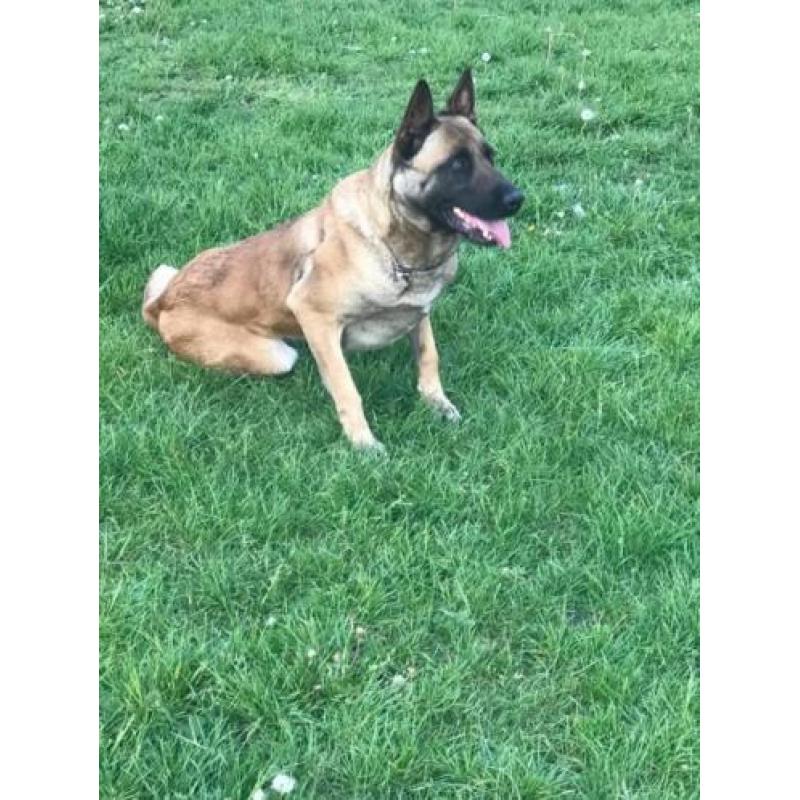 te koop Mechelse herder teef afgerichte politiehond verdedin