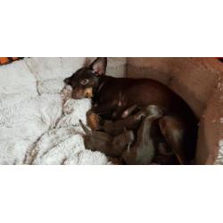 Kleine ras honden