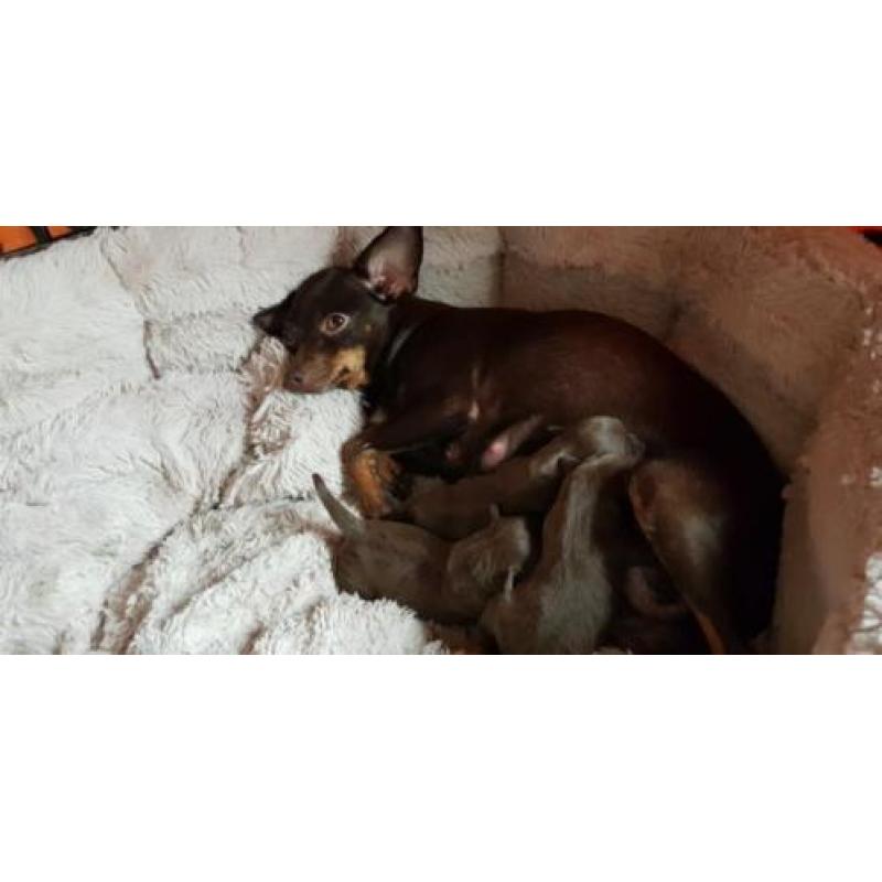Kleine ras honden