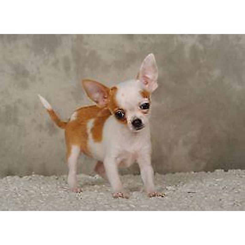 chihuahua pups zoeken thuis!