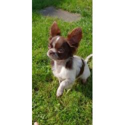 Chihuahua choco bont reutje