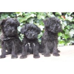 doodle poedel schnauzer middelslag