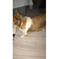 Chihuahua 6 jaar mannetje