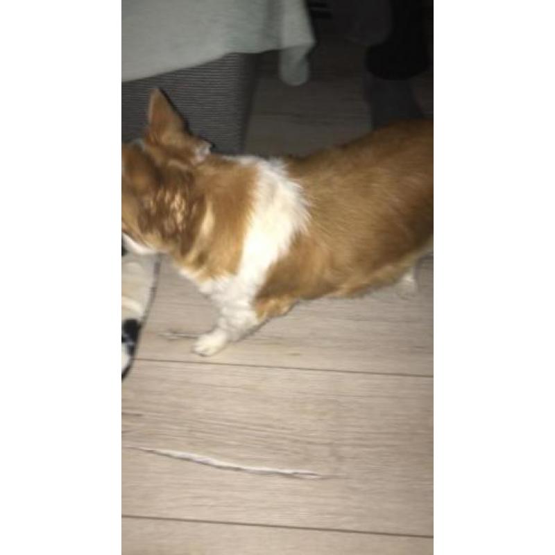 Chihuahua 6 jaar mannetje