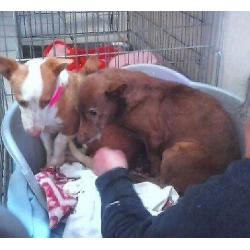 ACE kleine podenco Maito (m) zoekt lief baasje