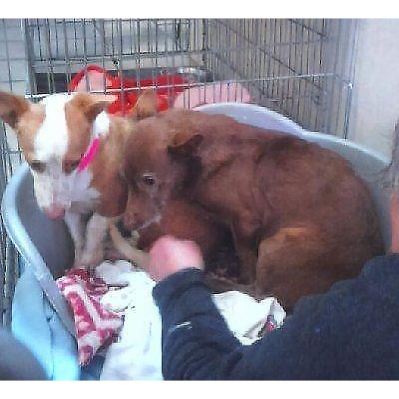ACE kleine podenco Maito (m) zoekt lief baasje