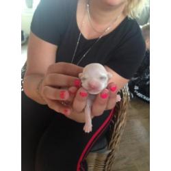 Chihuahua pups