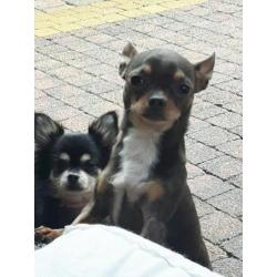 Raszuiver chihuahua reutje