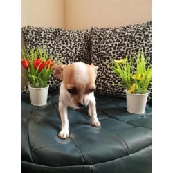 Mini Chihuahua de laatste!!!