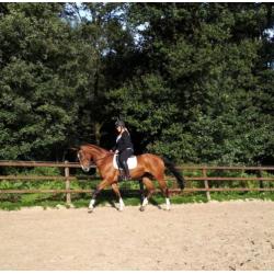 Zeer mooie en Brave Merrie