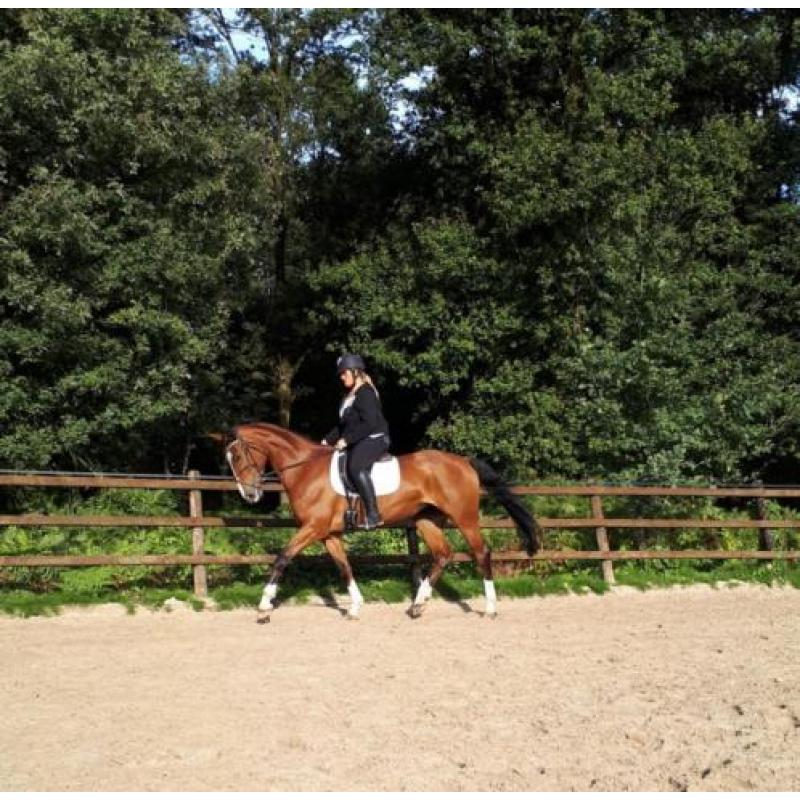 Zeer mooie en Brave Merrie