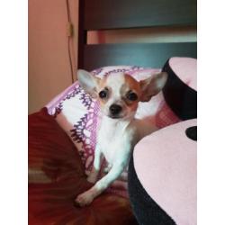 Mini Chihuahua de laatste!!!