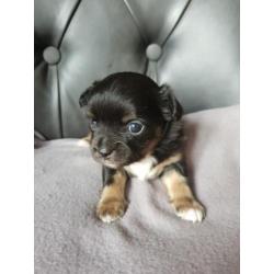 Nog 2 prachtige Chihauhau pups te koop