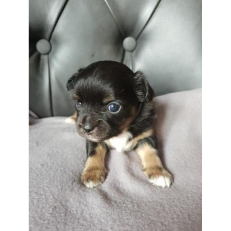 Nog 2 prachtige Chihauhau pups te koop
