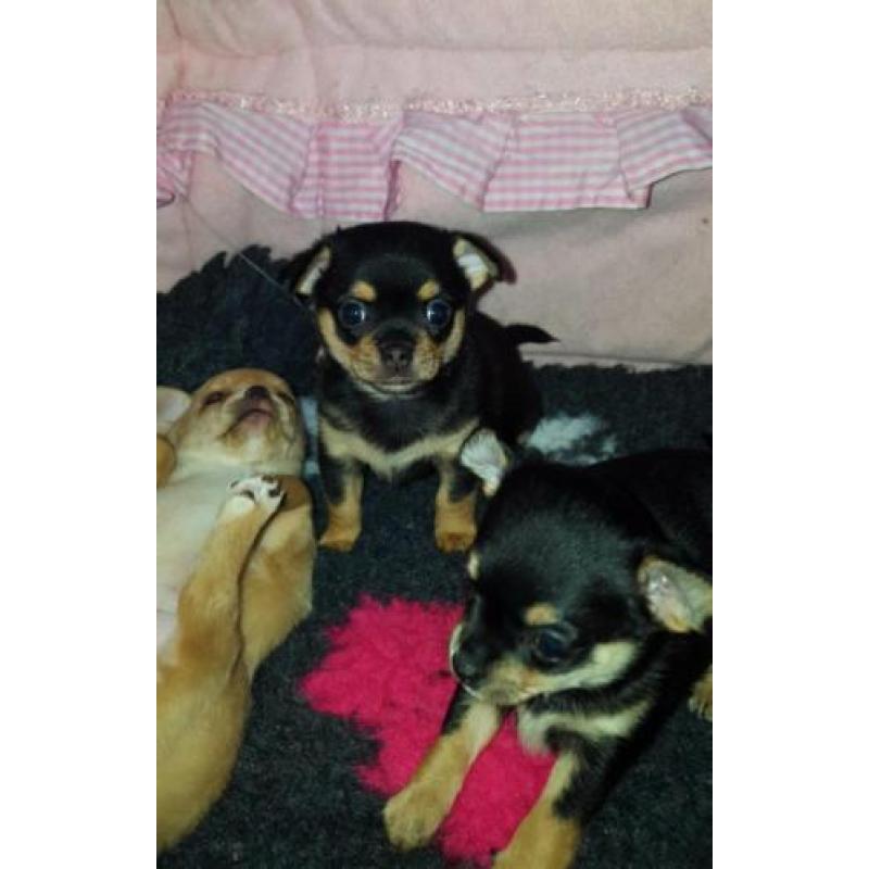 Jack, Jill en Jones zijn op zoek naar hun forever home