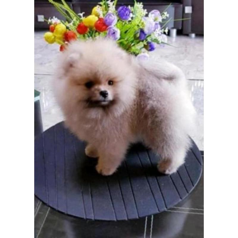 Prachtig Reutje Pomeranian/Pomeriaan/Dwergkeesje/FCI