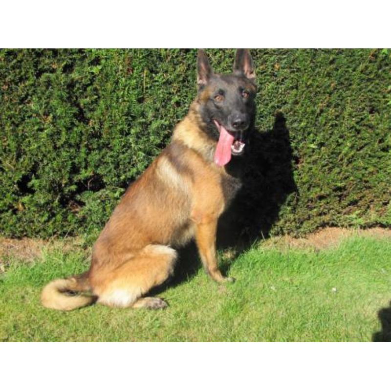 Mechelse herder afgerichte politiehond top verdedingenshond