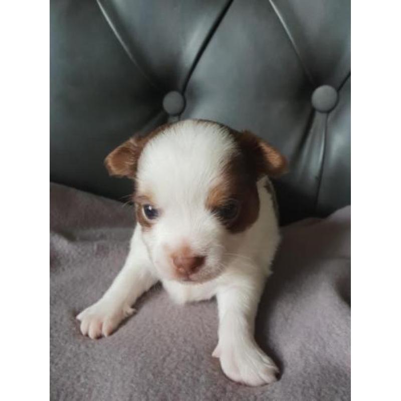 Nog 2 prachtige Chihauhau pups te koop