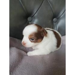 Nog 2 prachtige Chihauhau pups te koop