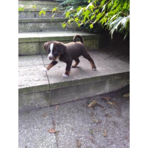 Appenzeller Sennen pups, 1/4 Berner sennen