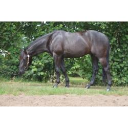 4 jarige quarter horse ruin
