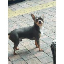 Raszuiver chihuahua reutje