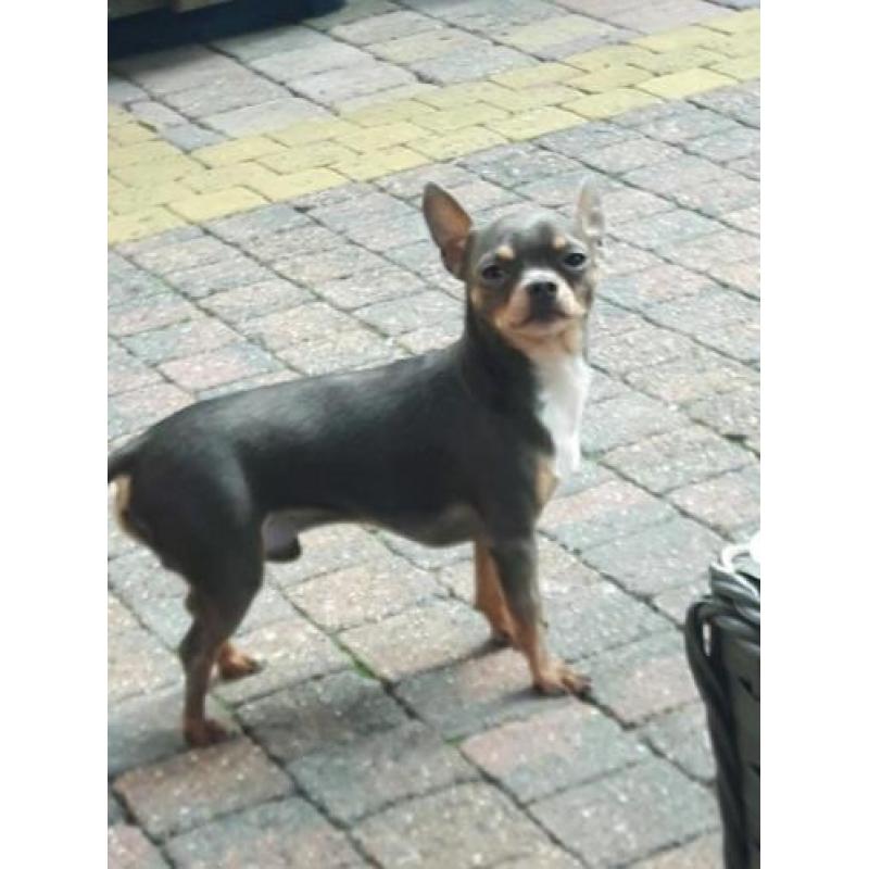 Raszuiver chihuahua reutje