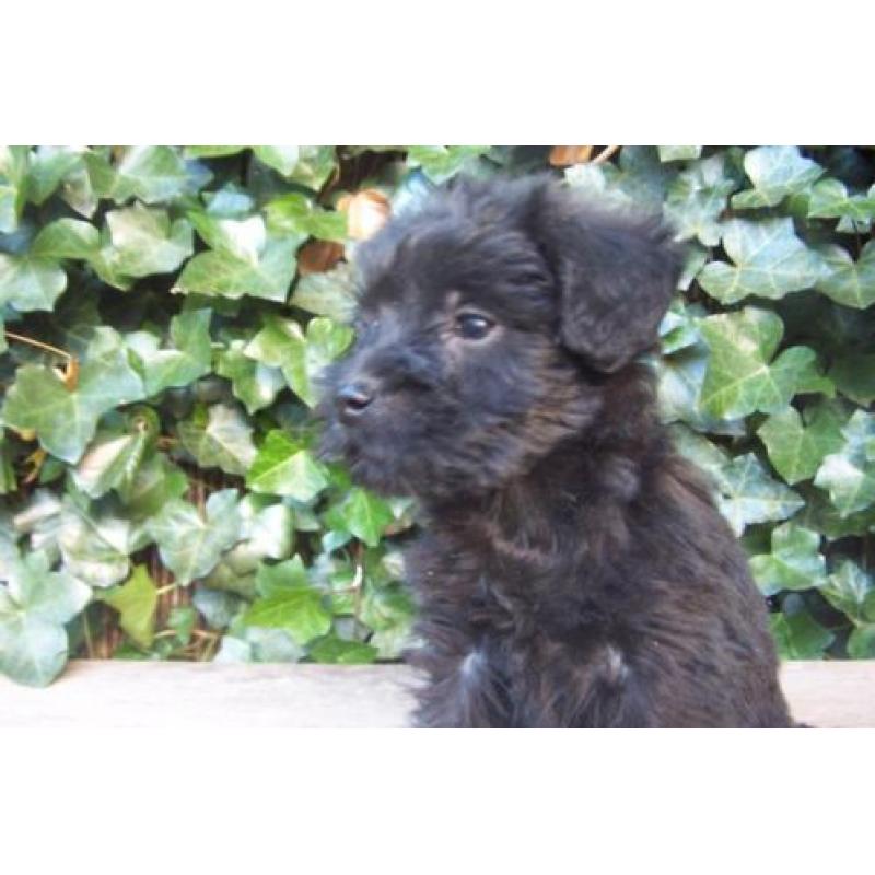 doodle poedel schnauzer middelslag