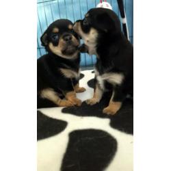 Jack, Jill en Jones zijn op zoek naar hun forever home