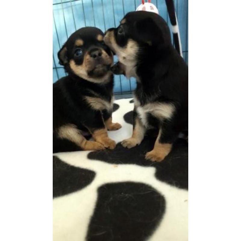 Jack, Jill en Jones zijn op zoek naar hun forever home