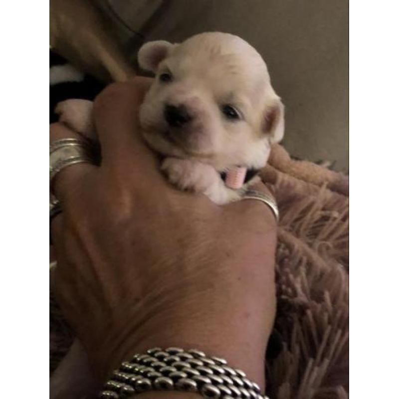 Prachtige raszuivere Maltezer pups