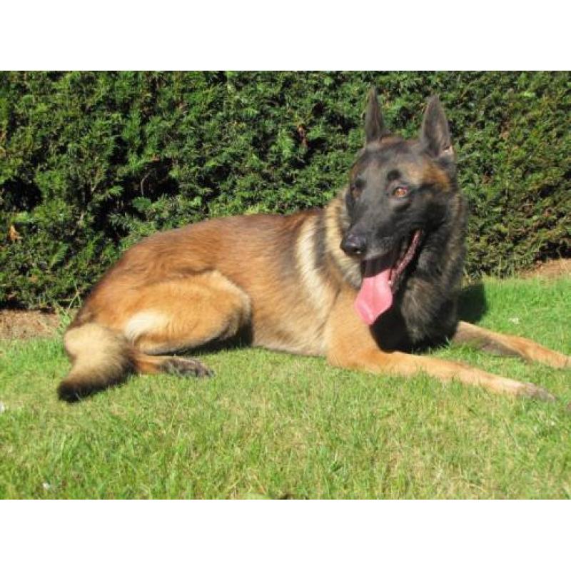 Mechelse herder afgerichte politiehond top verdedingenshond