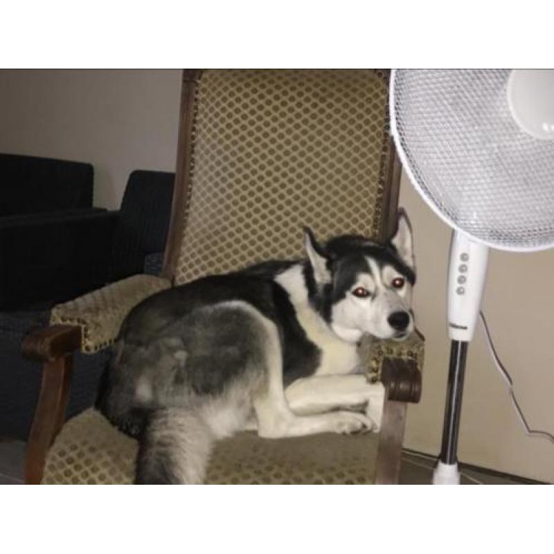 Frosty - husky / zoekt een nieuw thuis