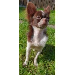 Chihuahua choco bont reutje